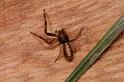 Tmarus_marmoreus_D7839_Z_89_North Stradbroke island_Australie